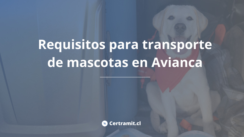 requisitos transporte mascotas avianca